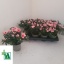 product/img.floraplaza.nl/8486-13-LIVE_fotos-0x39C8BD79C29E2893FD425E4A459B972E7E97DC7E.jpg