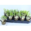 product/img.floraplaza.nl/8504-10-LIVE_fotos-0x2AF9A30F1AB622B47B512EB76AACBA70ED3A5B42.jpg