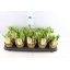 product/img.floraplaza.nl/8504-10-LIVE_fotos-0xA1A12F64710FFCA7E983CD5ACA97EEAC32CEADA4.jpg