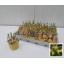 product/img.floraplaza.nl/8504-7-LIVE_fotos-0xCF33BF7E3665766A0CE4EF798CDCFFDDE1AFB3E9.jpg