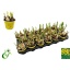 product/img.floraplaza.nl/8504-9-LIVE_fotos-0xCEA1EC4750C1261C9965F517CE3B726DAF207196.jpg