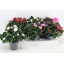 product/img.floraplaza.nl/8589-13-LIVE_fotos-0x3EF049E2C23527B33968DFDFD08D761653792D10.jpg