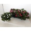 product/img.floraplaza.nl/8589-13-LIVE_fotos-0x9F08FA6BCC38732E74C0A5A83CCC0D1875F800B7.jpg