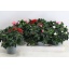 product/img.floraplaza.nl/8589-13-LIVE_fotos-0xB1C33197E865DBB4388A0C845A130981A1DEE1C2.jpg
