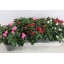 product/img.floraplaza.nl/8589-13-LIVE_fotos-0xB771271AEED61FEDCF83D083C395BE28C651BF1E.jpg