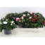 product/img.floraplaza.nl/8589-13-LIVE_fotos-0xBEF5576D103126CD374557EEAC8760C17E20858F.jpg