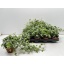 product/img.floraplaza.nl/8619-13-LIVE_fotos-0xD5D923ADCFCE717AA1CBB3242AB57A54F70F5506.jpg
