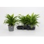 product/img.floraplaza.nl/8958-19-LIVE_fotos-0xCC5A056BC44AFBA1C6FF44EC24B11F8460C2A8B7.jpg