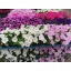 product/img.floraplaza.nl/8981-510-LIVE_fotos-0x1A99F3326C25866A16FA26ED442D1C872DD7055E.jpg