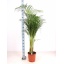 product/img.floraplaza.nl/9002-27-LIVE_fotos-0x221DE59A694CDC323A50DD22A83ED6D0A05B35EA.jpg