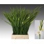 product/img.floraplaza.nl/904-60-LIVE_fotos-0x00F8ED72DFA9548A97362837947D786920C8DAB7.jpg