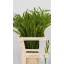 product/img.floraplaza.nl/904-60-LIVE_fotos-0x9033EDB09659EF01B80D49A0DC4821774DAE4C6D.jpg