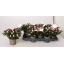product/img.floraplaza.nl/9043-12-LIVE_fotos-0x195ADAFCC9DC524CD53BF6B2B905A9C2ABA6AC3B.jpg