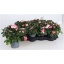product/img.floraplaza.nl/9043-12-LIVE_fotos-0xE532530F580878A6A5D2ADCD12D6B7978ED3AED4.jpg