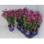 product/img.floraplaza.nl/9140-17-LIVE_fotos-0xFAD61C4E9A12A2C88C932EC1A1C999F54B333D67.jpg