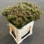 product/img.floraplaza.nl/917-70-ASSORTI_fotos-MVA-Leucadendron jubilee crown.jpg product/img.floraplaza.nl/917-70-ASSORTI_fotos-MVA-Leucadendron jubilee crown.jpg