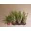 product/img.floraplaza.nl/9180-11-LIVE_fotos-0xADDEADD5B02BB336CB7BC07F5663FCA2394436FB.jpg