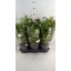product/img.floraplaza.nl/9290-19-LIVE_fotos-0xB323C5BEC1BB6B3CE410A89C016DFC64F8422D9C.jpg