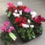 product/img.floraplaza.nl/9313-510-LIVE_fotos-0x4D33B2CDCAA9415E52C71F09581B53576BDFC4C1.jpg