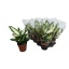 product/img.floraplaza.nl/9339-12-LIVE_fotos-0x078C23E35B7908699EF1194292535CBE67BC1CAC.jpg