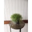 product/img.floraplaza.nl/9355-17-LIVE_fotos-0xDDBF934963D2668295D2D09E84E4CDF4C7BF8E64.jpg