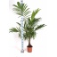 product/img.floraplaza.nl/9423-24-LIVE_fotos-0x20D3134229477B12CFEC7CCADDBB76848B846BD9.jpg
