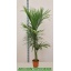 product/img.floraplaza.nl/9423-24-LIVE_fotos-0xDCC868758E7FAF2271B4CB2A968D18CD01B7FF3A.jpg