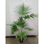product/img.floraplaza.nl/9423-24-LIVE_fotos-0xF91416A2AB471A007A40A6F1CA347C130D02A7CC.jpg