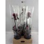 product/img.floraplaza.nl/9426-9-LIVE_fotos-0x3C316B0E8AB31DB47EC3F068F37C93DED38E85BD.jpg