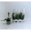 product/img.floraplaza.nl/9426-9-LIVE_fotos-0xE55B5875E69E9CB3C338E8444EDE9A08E76809BB.jpg