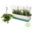 product/img.floraplaza.nl/9473-15-LIVE_fotos-0xE163F7E4608A6E28A321F779CBA909357C461846.jpg