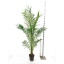 product/img.floraplaza.nl/9491-24-LIVE_fotos-0xB013F8A7E104313F098619E2DA2FA229A108A736.jpg