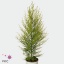 product/img.floraplaza.nl/9507-17-ART_fotos-VBN1-vbn9507.jpg