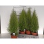 product/img.floraplaza.nl/9507-17-LIVE_fotos-0x97A6F3E2105914BB282535EF81F956117FDA6D81.jpg