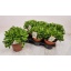 product/img.floraplaza.nl/9546-14-LIVE_fotos-0x4BF4CC813E5AA29E1831588BCA68C1C26AFC3C38.jpg