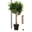 product/img.floraplaza.nl/9566-32-LIVE_fotos-0x1000CF5976F6477F6B9CCD3C3F9D658E4E42C1EF.jpg
