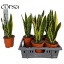 product/img.floraplaza.nl/9569-17-LIVE_fotos-0xDBA9A8803784488E475A3F075440FD32220DAB59.jpg