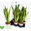 product/img.floraplaza.nl/9569-17-LIVE_fotos-0xEFE8C32EFC7477ED1604D72CD8DE3CF110CC870A.jpg