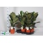 product/img.floraplaza.nl/9575-17-LIVE_fotos-0x3E6D71A7B3D8391DB67BC5EAD53F502B1114BD67.jpg