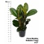 product/img.floraplaza.nl/9575-27-LIVE_fotos-0x555CAFBB83B55AEB3ACC924DCBEA09C02CC783BC.jpg
