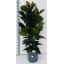 product/img.floraplaza.nl/9575-35-LIVE_fotos-0x7BB1D33648486EAEDC8F24CF8D62EB90EE3981A2.jpg