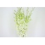product/img.floraplaza.nl/958-45-LIVE_fotos-0xBBB98608AE53C0671FC72B16C9A7161A6EB32637.jpg