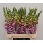 product/img.floraplaza.nl/96-90-LIVE_fotos-0x5B60CFF30A976501A61DAF22E1E473B438B402B7.jpg