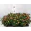 product/img.floraplaza.nl/9608-510-LIVE_fotos-0xD84916D6E3D4A88F012D26095450A936B6383040.jpg