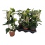 product/img.floraplaza.nl/9612-12-LIVE_fotos-0x682CD3CDD107CC4577CEE8EA54DF5C6A3CEEAE98.jpg