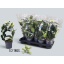 product/img.floraplaza.nl/9612-12-LIVE_fotos-0x7D4FF3F944CC2CD79B477354FDD548EBBE4BE20C.jpg