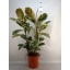 product/img.floraplaza.nl/9626-27-LIVE_fotos-0x8FD8608EE1F6BECD0B45BA32F7A2B065C9319A7C.jpg