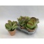 product/img.floraplaza.nl/9639-11-LIVE_fotos-0xF3C2B442F7B4C397A19C680C881EA3D4264BA37F.jpg