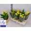 product/img.floraplaza.nl/9652-14-LIVE_fotos-0x0E267B5ECB2E6AFF9DBD9CFC84CC8023B4F86342.jpg