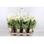 product/img.floraplaza.nl/9652-14-LIVE_fotos-0x1F85C86678A8FABF4C93EA898A94C6321551441F.jpg